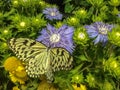 Yellow and Black Butterfly on Purple Flower