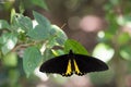 Common Birdwing, Troides helena, the common birdwing, is a butterfly belonging to the family Papilionidae. Royalty Free Stock Photo