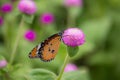 Yellow with black Butterfly on Violet Flowers with Blurred Green Background Royalty Free Stock Photo