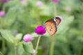 Yellow with black Butterfly on Violet Flowers with Blurred Green Background Royalty Free Stock Photo