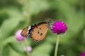 Yellow with black Butterfly on Violet Flowers with Blurred Green Background Royalty Free Stock Photo