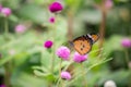 Yellow with black Butterfly on Violet Flowers with Blurred Green Background Royalty Free Stock Photo