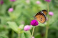 Yellow with black Butterfly on Violet Flowers with Blurred Green Background Royalty Free Stock Photo