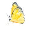 Yellow and black butterfly on white background Royalty Free Stock Photo