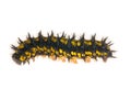 Yellow and black caterpillar isolated on white Royalty Free Stock Photo