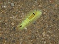 Yellow black caterpillar of a pale tussock butterfly falter Royalty Free Stock Photo