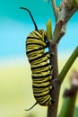 Yellow and black caterpillar on turquoise background Royalty Free Stock Photo