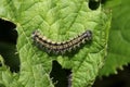 Yellow and black caterpillar; vanessa urticae