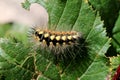 Yellow and black caterpillar