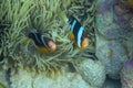 Yellow black clown fish in anemone underwater photo. Exotic fish in coral reef. Tropical seashore snorkeling or diving Royalty Free Stock Photo