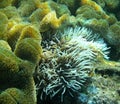 Yellow and Black Clownfish