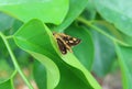 Yellow and Black Color Butterfly Resting on Vibrant Green Leaf Royalty Free Stock Photo