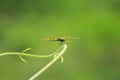 A Yellow black color striped wings of Dragon Fly sitting on tiny tree branch in village of Bangladesh Royalty Free Stock Photo