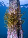 Yellow and black crinoid