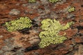 Lichen clinging to rock in Wallis