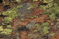 Lichen clinging to rock in Wallis