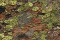 Lichen clinging to rock in Wallis