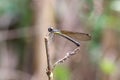 Yellow and black damselfly resting on a branch.