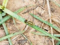 Yellow black dragon fly on grass