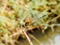 Yellow black dragon fly on wood Royalty Free Stock Photo