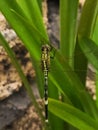 Yellow and Black Dragonfly Resting on Bright Green Leaf Royalty Free Stock Photo
