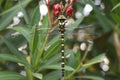 Yellow and black dragonfly