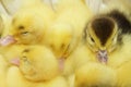 Yellow and black ducklings sleeping Royalty Free Stock Photo