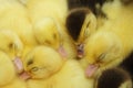 Yellow and black ducklings sleeping Royalty Free Stock Photo