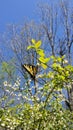 Eastern Tiger Swallowtail Papilio glaucus Butterfly on Blueberry Bush