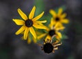 Yellow black-eyed susan yellow daisy and aging decayed flower in closeup Royalty Free Stock Photo