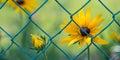 Yellow black-eyed Susan flower and bud behind garden fence on green blurry background. Rudbeckia hirta Royalty Free Stock Photo