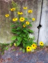 Yellow Black Eyed Susan Flowers Against Stone Wall Royalty Free Stock Photo