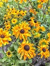 Yellow black eyed Susan flowers Royalty Free Stock Photo