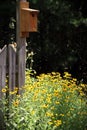 Yellow black-eyed Susan flowers in sun at wooden picket fence corner with birdhouse Royalty Free Stock Photo