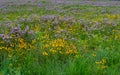 Wild flowers Royalty Free Stock Photo