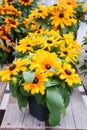 Yellow black-eyed susans, Rudbeckia hirta, flowering in a summer garden Royalty Free Stock Photo