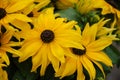 Yellow black-eyed susans, Rudbeckia hirta, flowering in a summer garden Royalty Free Stock Photo