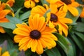 Yellow black-eyed Susans, Rudbeckia hirta, flowering in a summer garden Royalty Free Stock Photo