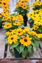 Yellow black-eyed Susans, Rudbeckia hirta, flowering in a summer garden Royalty Free Stock Photo