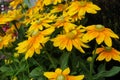 Yellow black eyed Susans, Rudbeckia hirta, flowering in a summer garden Royalty Free Stock Photo