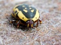 Yellow and black Flower Chafer beetle Royalty Free Stock Photo