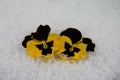 Winter season photography image of yellow and black pansy flowers in snow taken on South coast England UK from my garden Royalty Free Stock Photo