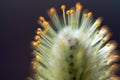 Yellow-black fluffy willow flower Extreme close up fly Royalty Free Stock Photo