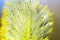 Yellow-black fluffy willow flower Extreme close up fly Royalty Free Stock Photo