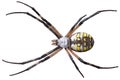 Yellow and Black Garden Spider Isolated on White Background