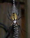 Yellow and Black Garden Spider on its Web Royalty Free Stock Photo
