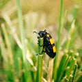 Yellow black grass insect