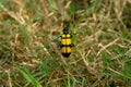 Yellow black grass insects