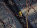 Yellow American Goldfinch perched on a narrow branch