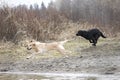 Yellow and black labs run to the water